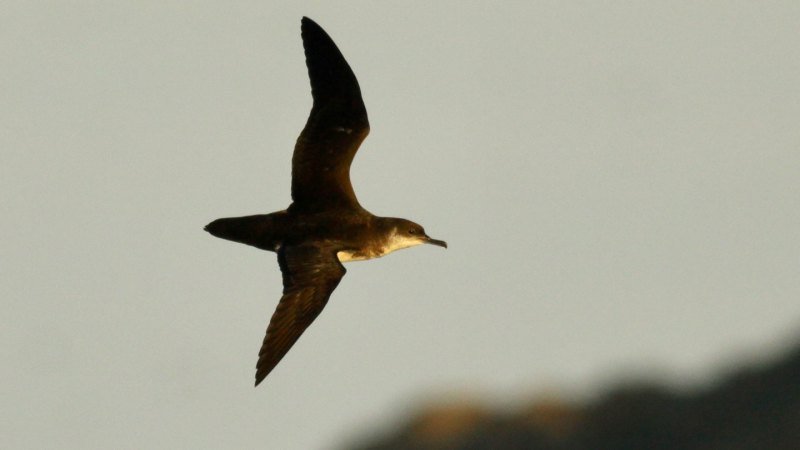 102826_AM_bird-jetlag_main.jpg