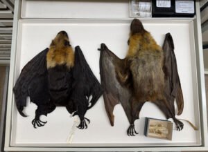 102926_JB_bats_inline.jpg